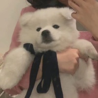 Hạ Khiếtttt